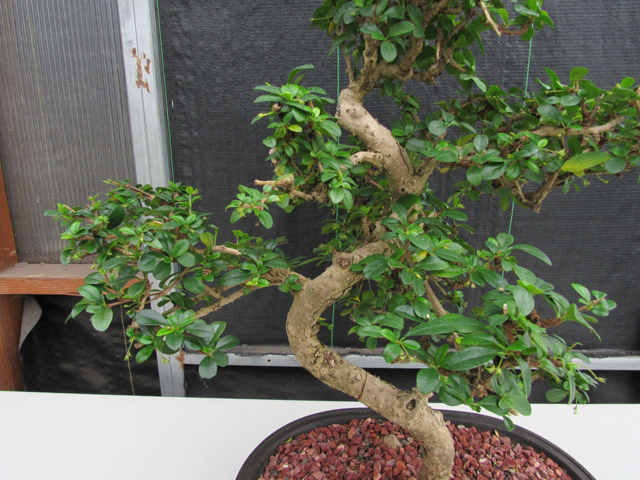 47 Year Old Flowering Fukien Tea Specimen Bonsai Tree - Curved Trunk Style Trunk Shape