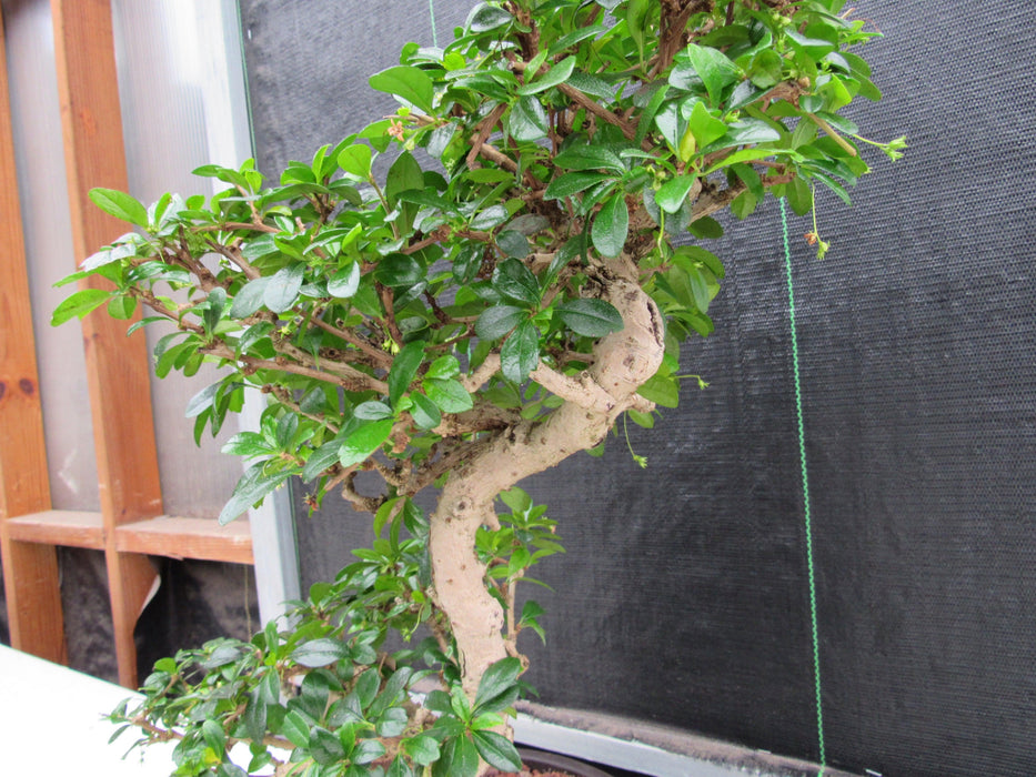 47 Year Old Flowering Fukien Tea Specimen Bonsai Tree - Step Shape Bark