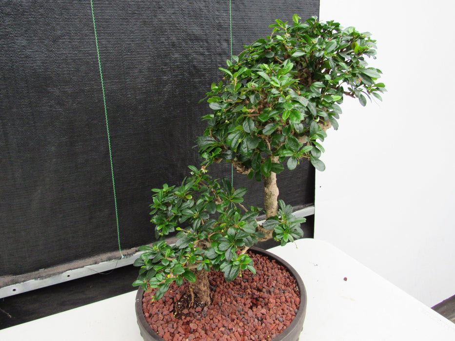 47 Year Old Flowering Fukien Tea Specimen Bonsai Tree - Step Shape Back Canopy