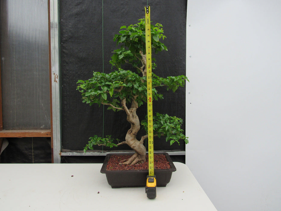 48 Year Old Flowering Ligustrum Specimen Curved Trunk Bonsai Tree Height