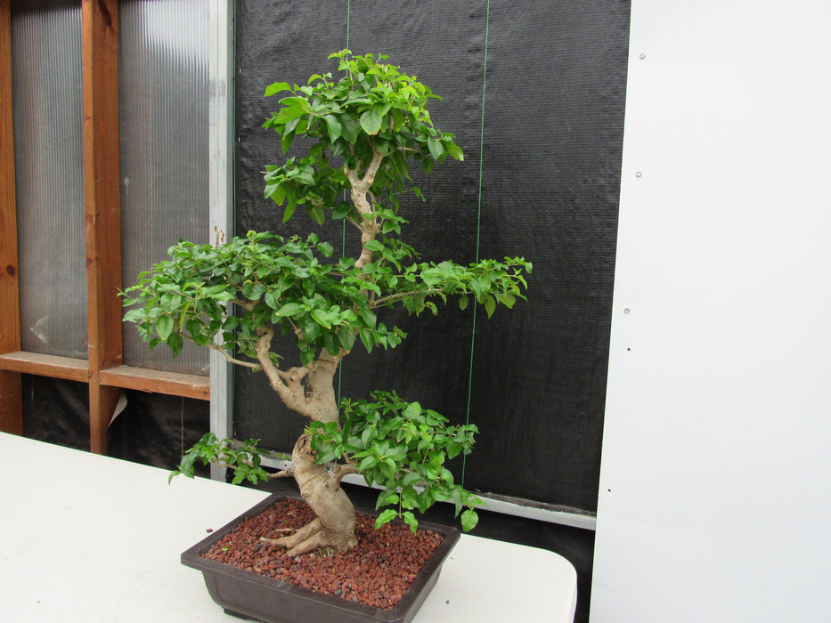 48 Year Old Flowering Ligustrum Specimen Curved Trunk Bonsai Tree Stronger Side