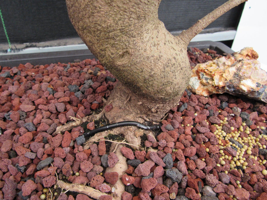 48 Year Old Flowering Ligustrum Specimen Twisty Top Bonsai Tree Root