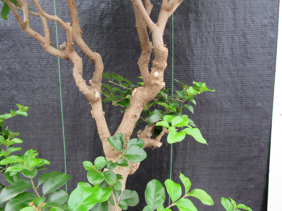 48 Year Old Flowering Ligustrum Specimen Twisty Top Bonsai Tree Branch Structure