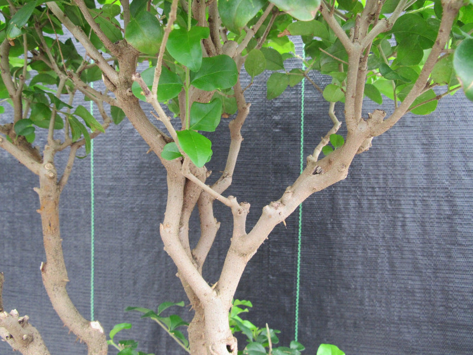 48 Year Old Flowering Ligustrum Specimen Twisty Top Bonsai Tree Top Branches