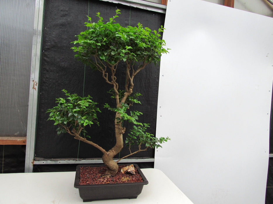 48 Year Old Flowering Ligustrum Specimen Twisty Top Bonsai Tree Profile