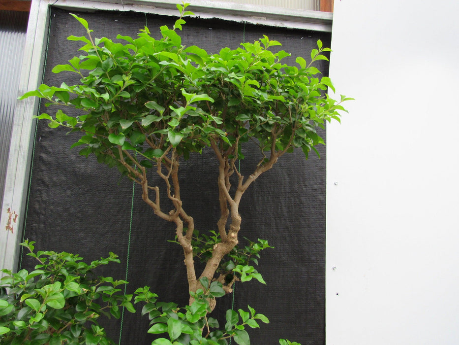 48 Year Old Flowering Ligustrum Specimen Twisty Top Bonsai Tree Twisted Top
