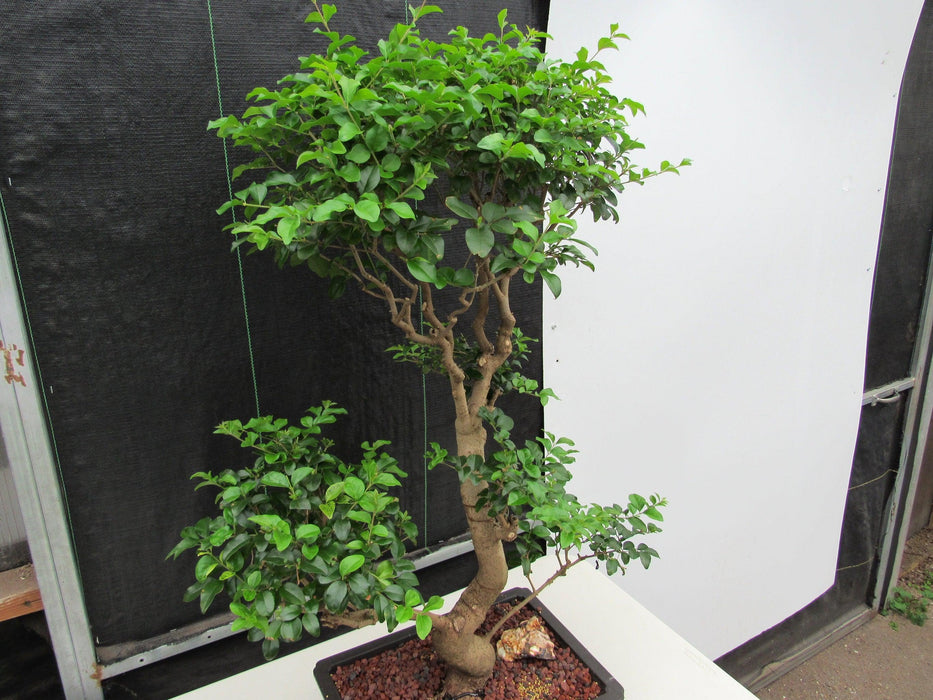 48 Year Old Flowering Ligustrum Specimen Twisty Top Bonsai Tree Soft Side
