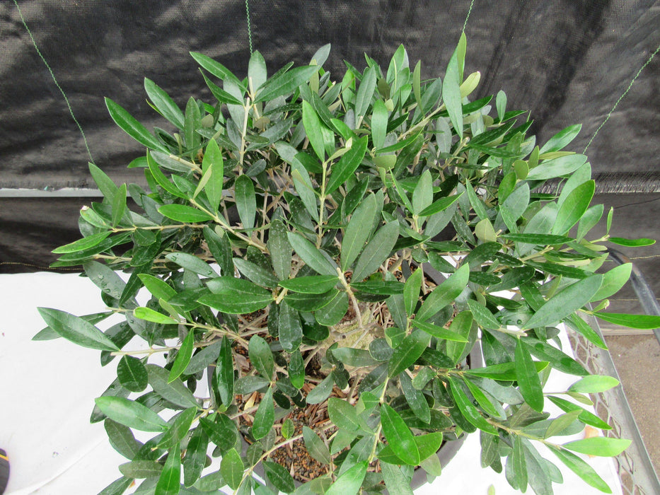 48 Year Old Rescued European Olive Specimen Bonsai Tree Broom