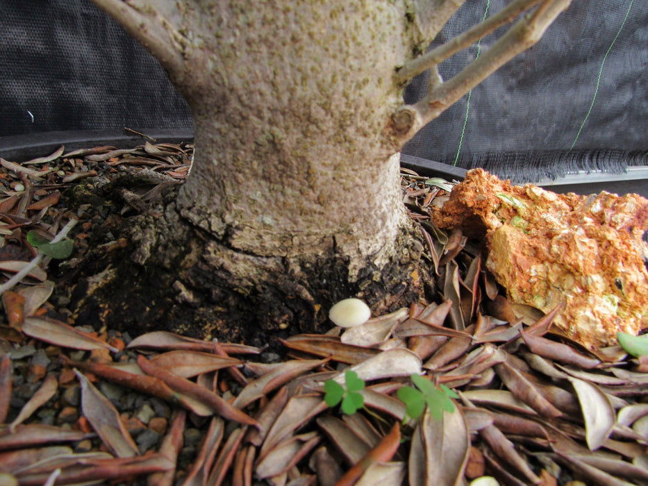 48 Year Old Rescued European Olive Specimen Bonsai Tree Trunk