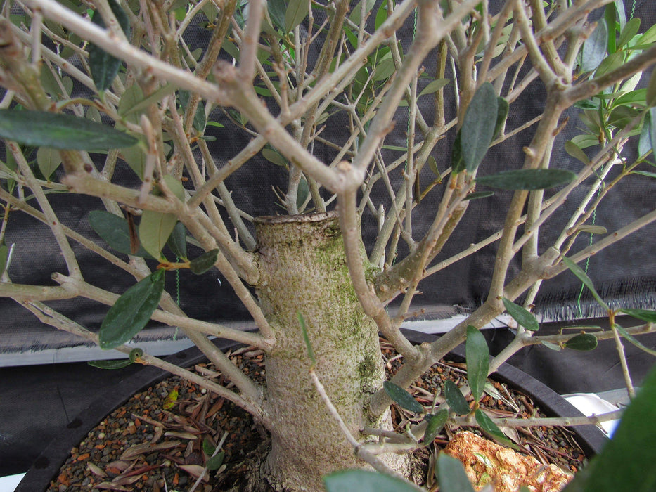 48 Year Old Rescued European Olive Specimen Bonsai Tree Bark Trim