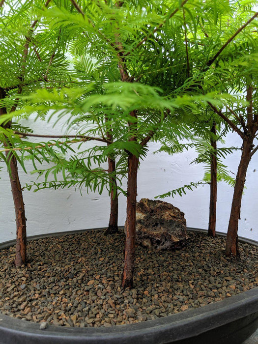 5 Tree Redwood Bonsai Forest
