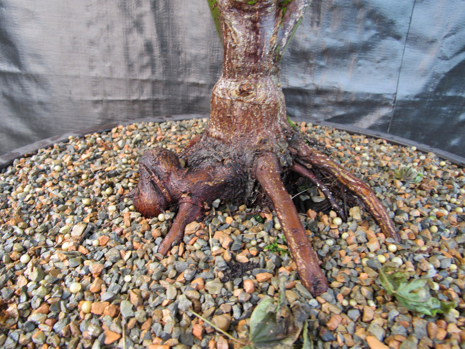 50 Year Old Rhode Island Red Japanese Maple Bonsai Tree Exposed Roots