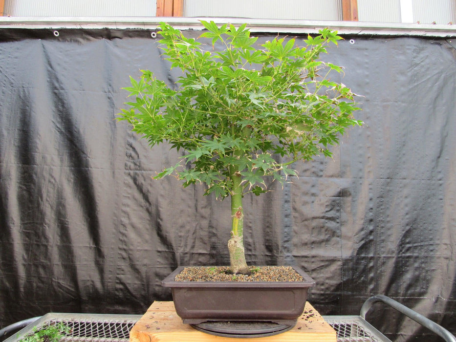 51 Year Old Golden Prosperity Japanese Maple Specimen Bonsai Tree Profile