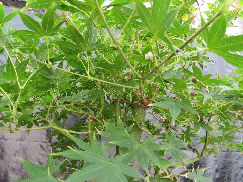 51 Year Old Golden Prosperity Japanese Maple Specimen Bonsai Tree Branch Profile
