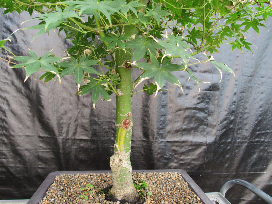 51 Year Old Golden Prosperity Japanese Maple Specimen Bonsai Tree Trunk