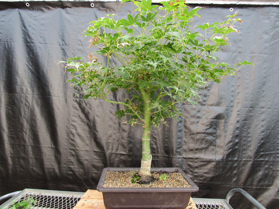 51 Year Old Golden Prosperity Japanese Maple Specimen Bonsai Tree Back