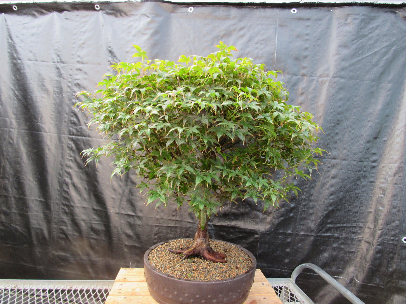 51 Year Old Rhode Island Red Japanese Maple Bonsai Tree51 Year Old Rhode Island Red Japanese Maple Bonsai Tree Profile
