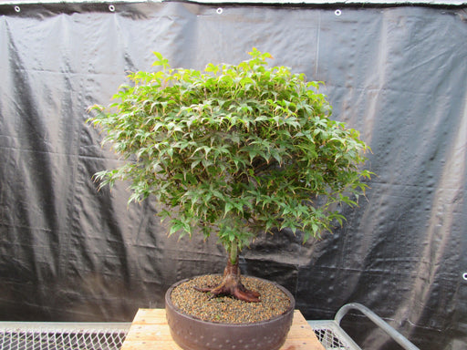 51 Year Old Rhode Island Red Japanese Maple Bonsai Tree51 Year Old Rhode Island Red Japanese Maple Bonsai Tree Profile