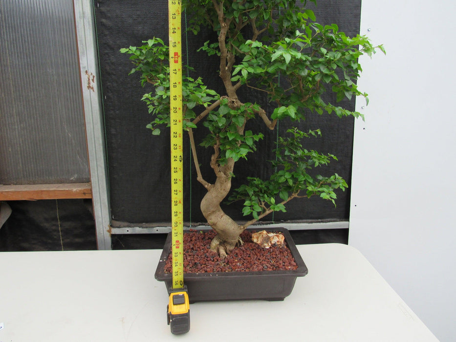 52 Year Old Flowering Ligustrum Specimen Curved Tier Bonsai Tree