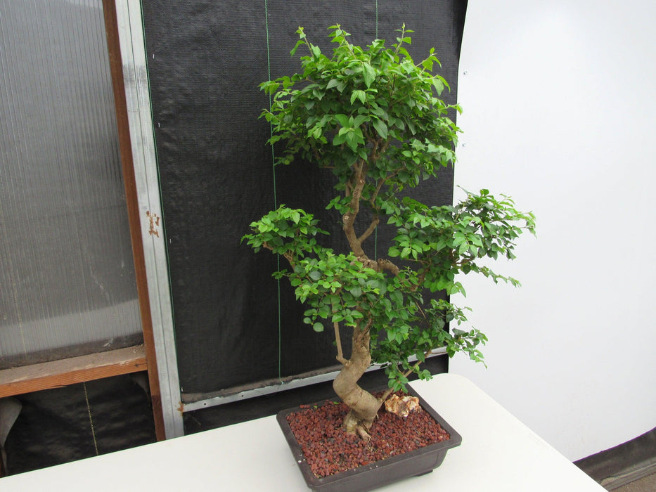52 Year Old Flowering Ligustrum Specimen Curved Tier Bonsai Tree Side
