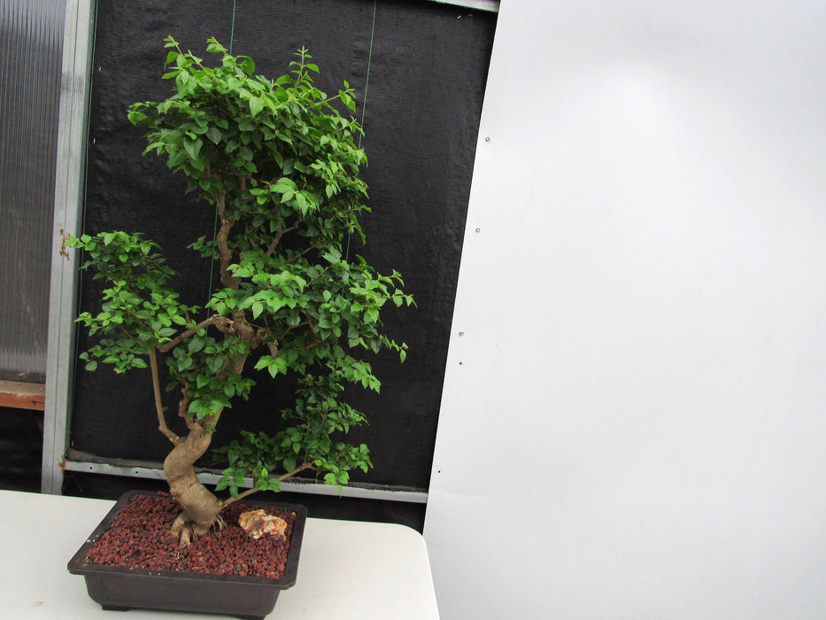 52 Year Old Flowering Ligustrum Specimen Curved Tier Bonsai Tree Softer Side
