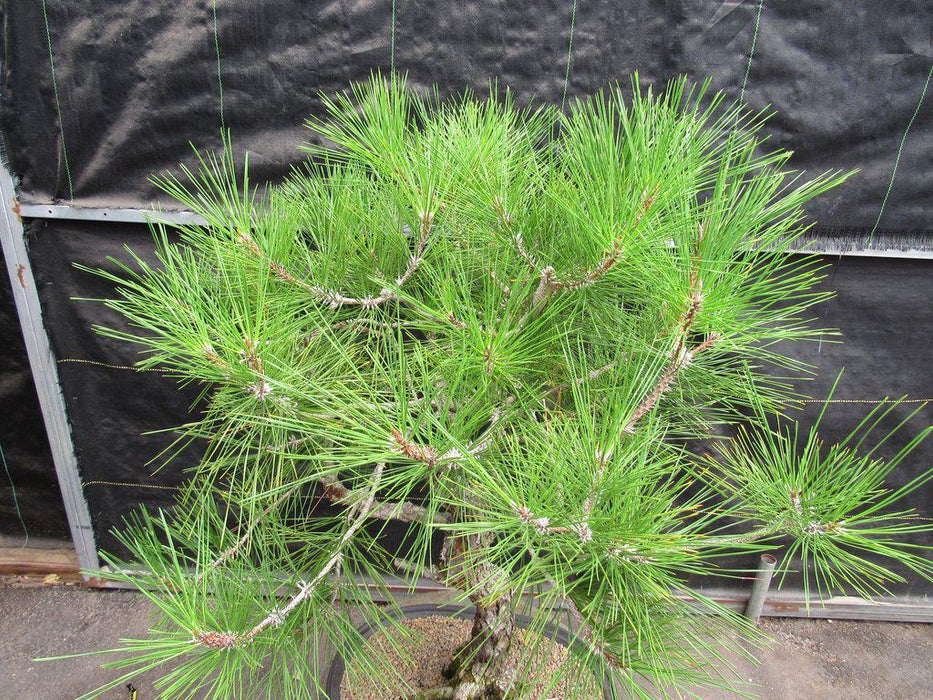 55 Year Old Japanese Black Pine Pine Specimen Bonsai Tree Top
