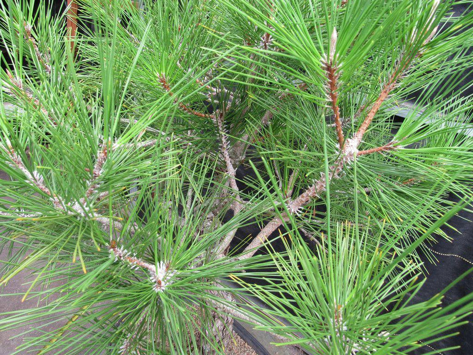 55 Year Old Japanese Black Pine Pine Specimen Bonsai Tree Cones