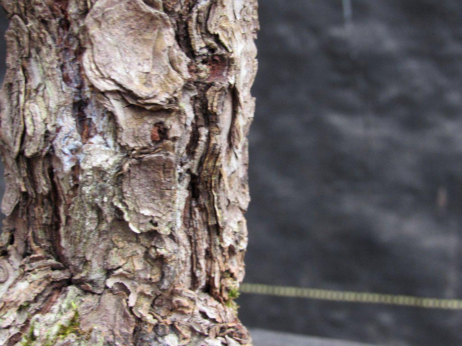 55 Year Old Japanese Black Pine Pine Specimen Bonsai Tree Bark