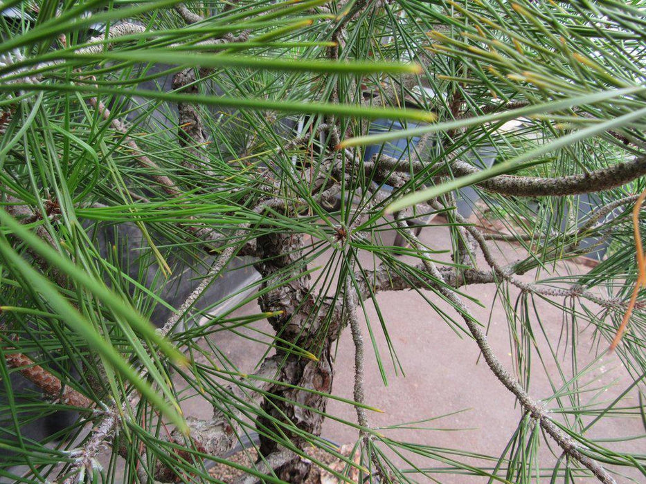 55 Year Old Japanese Black Pine Pine Specimen Bonsai Tree Needles