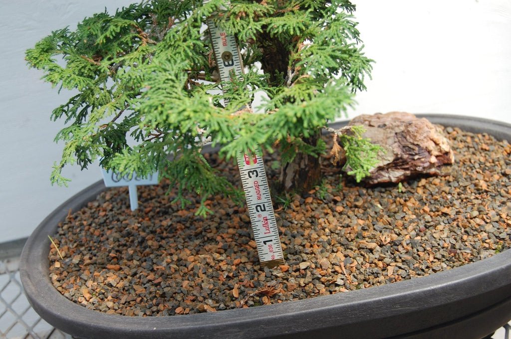 Dwarf Hinoki Cypress Specimen Bonsai Tree Pot