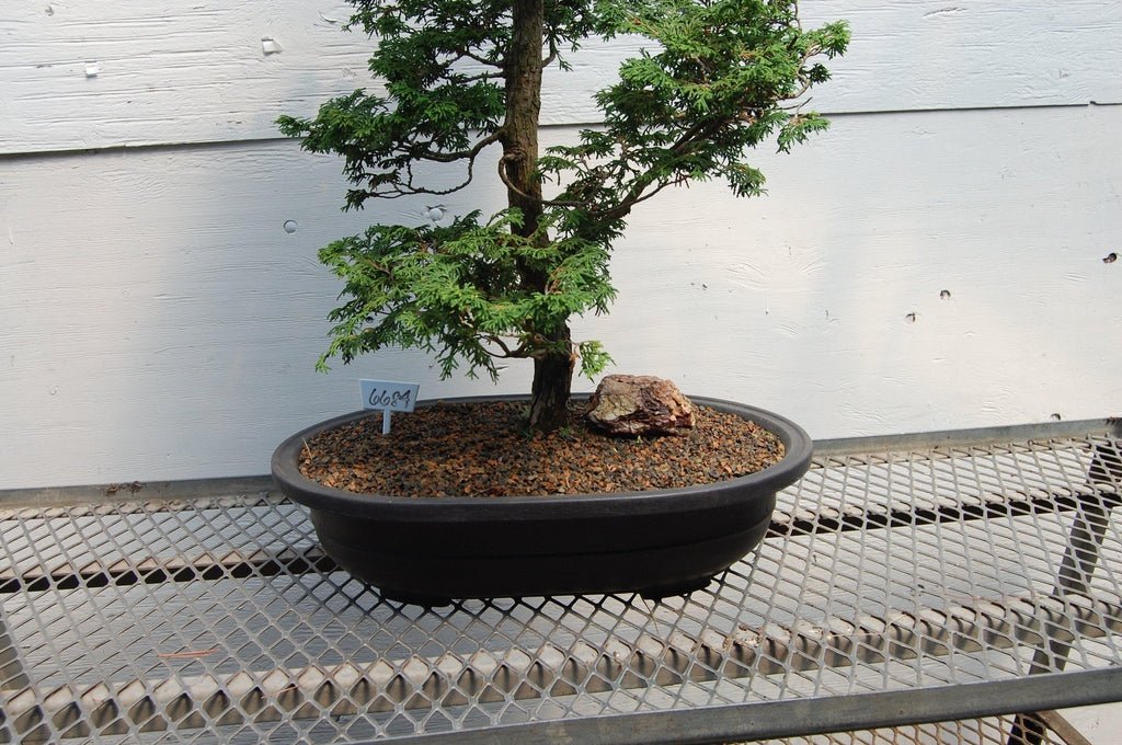 Dwarf Hinoki Cypress Specimen Bonsai Tree Profile