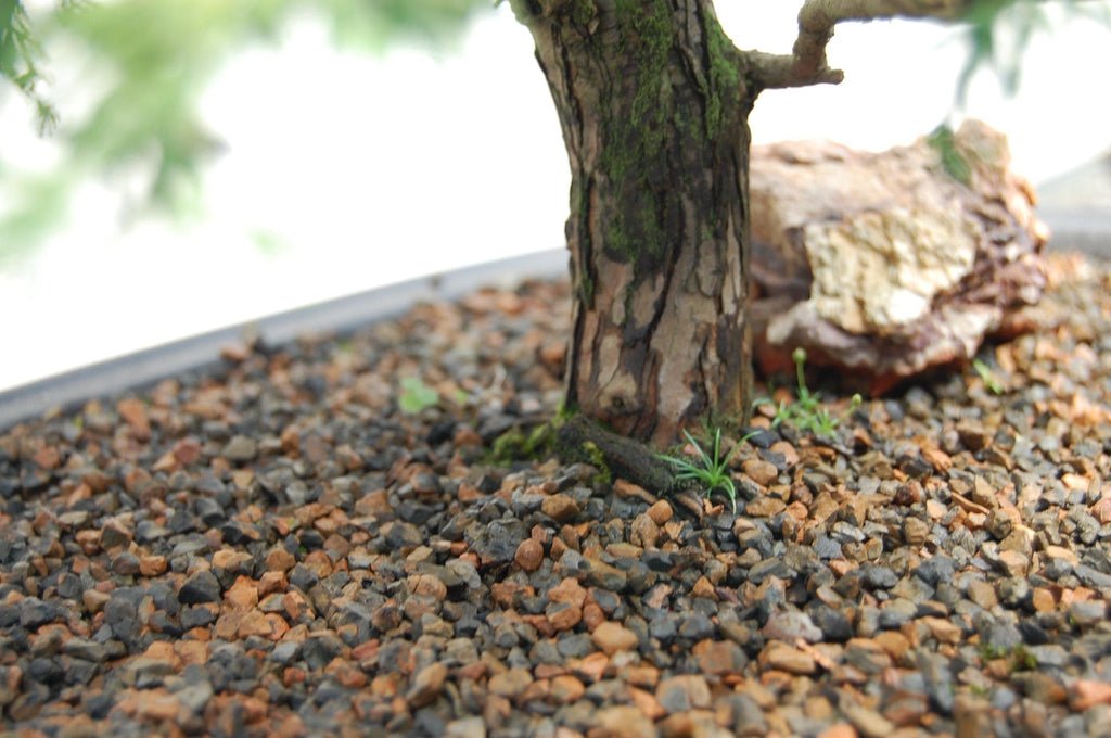 Dwarf Hinoki Cypress Specimen Bonsai Tree Bark