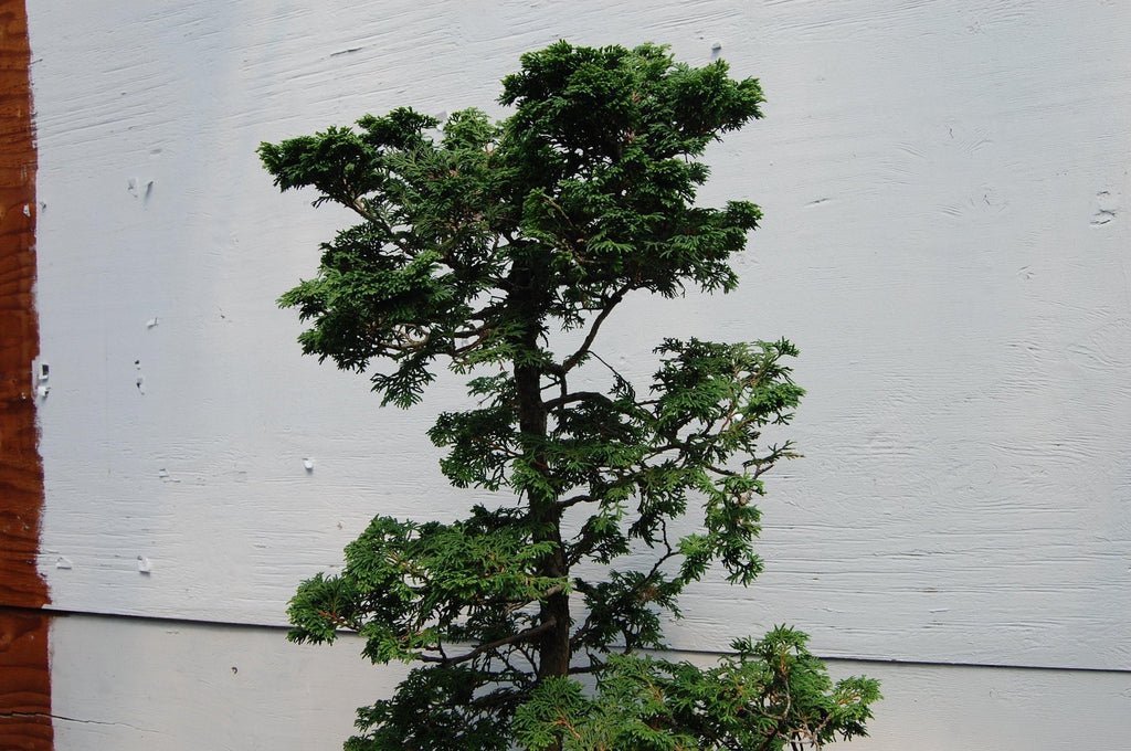 Dwarf Hinoki Cypress Specimen Bonsai Tree Canopy
