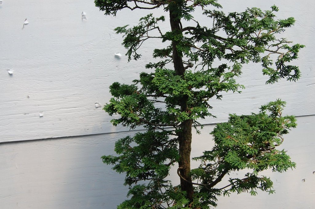 Dwarf Hinoki Cypress Specimen Bonsai Tree Tall