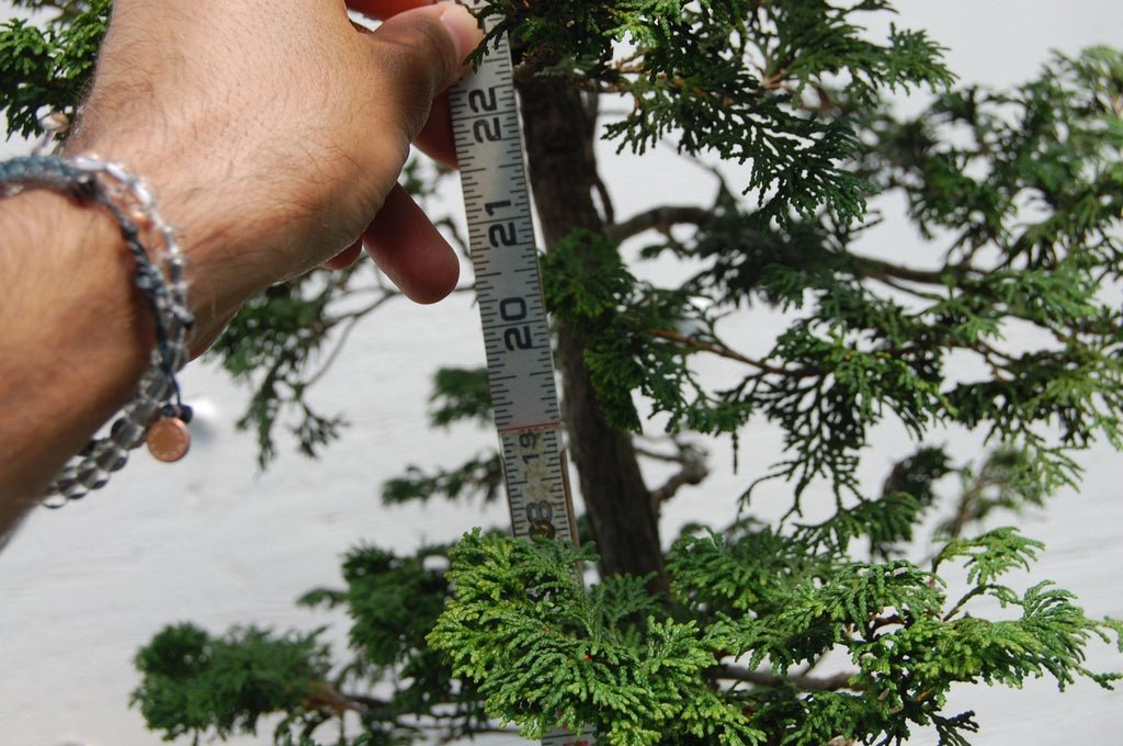 Dwarf Hinoki Cypress Specimen Bonsai Tree Trunk Size