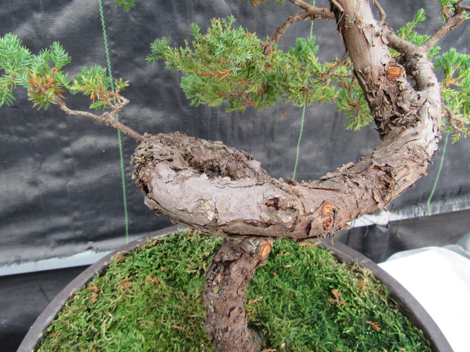 57 Year Old Coiled Trunk Juniper Specimen Bonsai Tree Twist