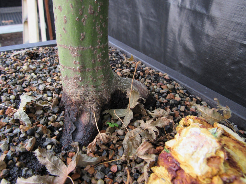 57 Year Old Kiyohime Maple Bonsai Tree Roots