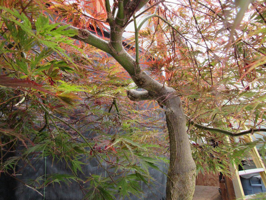 67 Year Old Red Dragon Maple Specimen Bonsai Tree Up