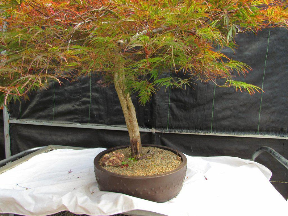 67 Year Old Red Dragon Maple Specimen Bonsai Tree Tall Trunk