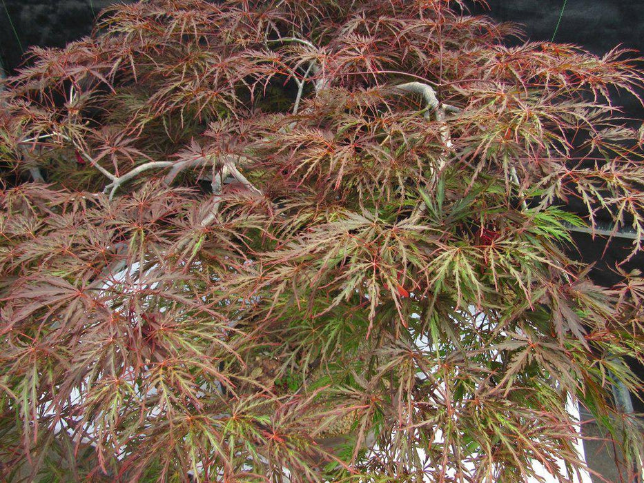 67 Year Old Red Dragon Maple Specimen Bonsai Tree Leaf Detail
