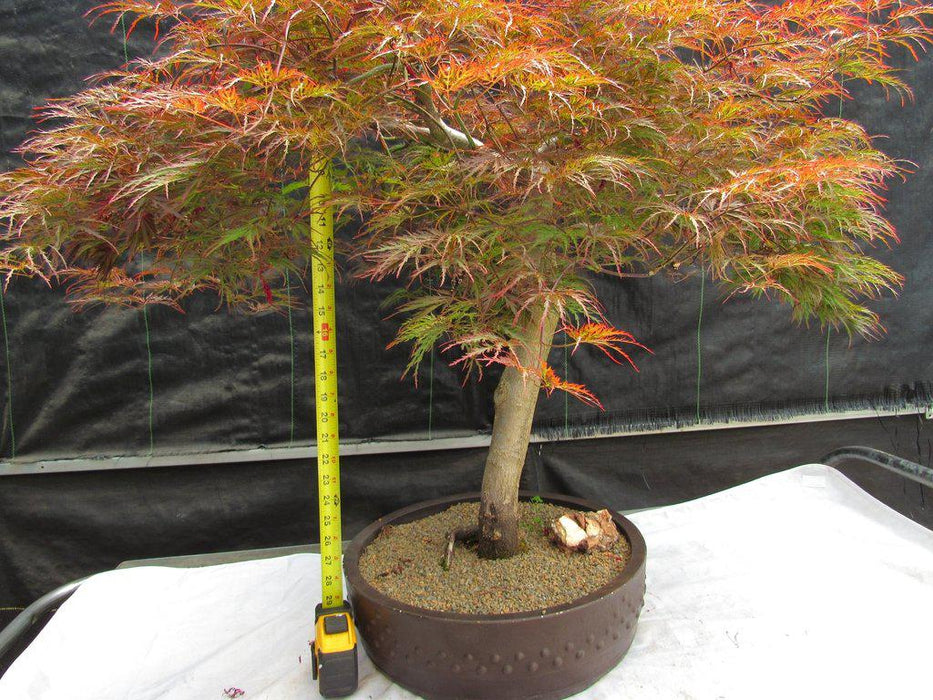 67 Year Old Red Dragon Maple Specimen Bonsai Tree Size