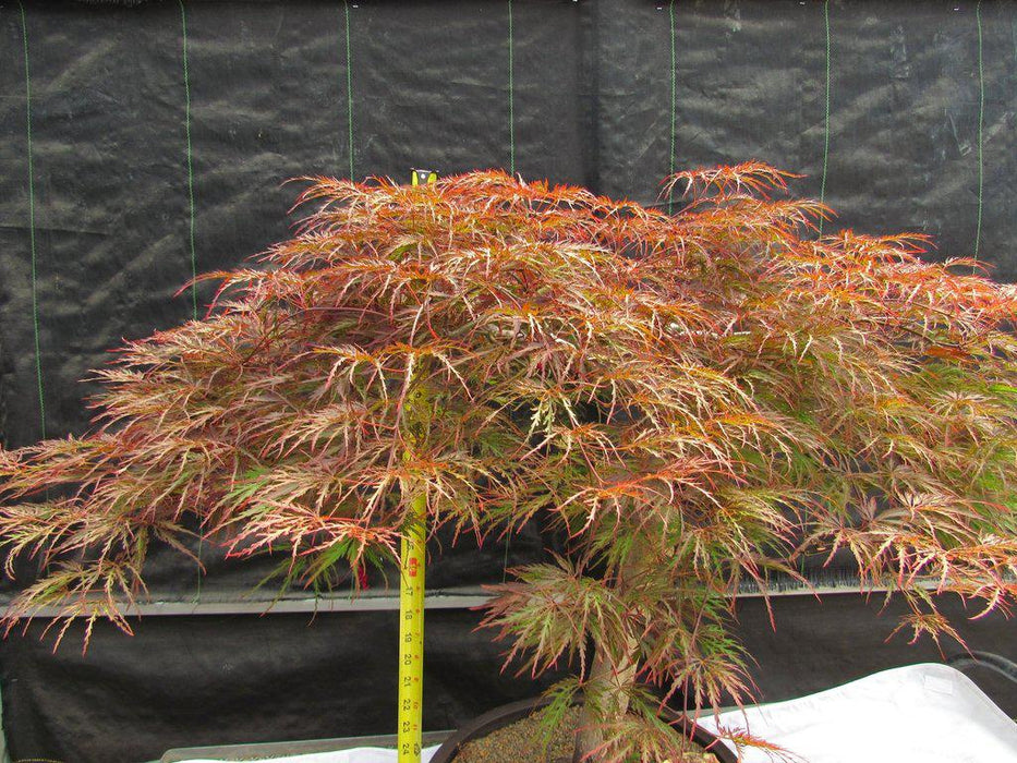 67 Year Old Red Dragon Maple Specimen Bonsai Tree Tall