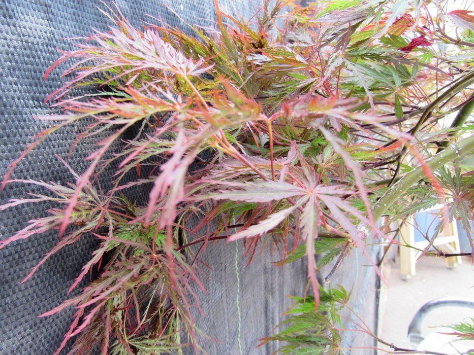 67 Year Old Red Dragon Maple Specimen Bonsai Tree New Grrowth