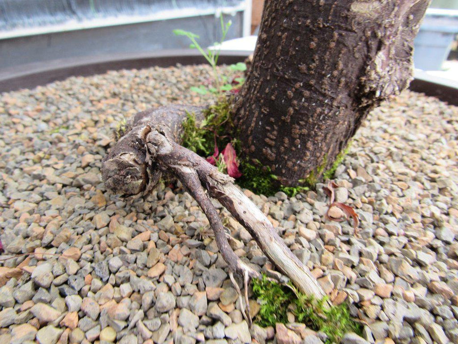 67 Year Old Red Dragon Maple Specimen Bonsai Tree Roots