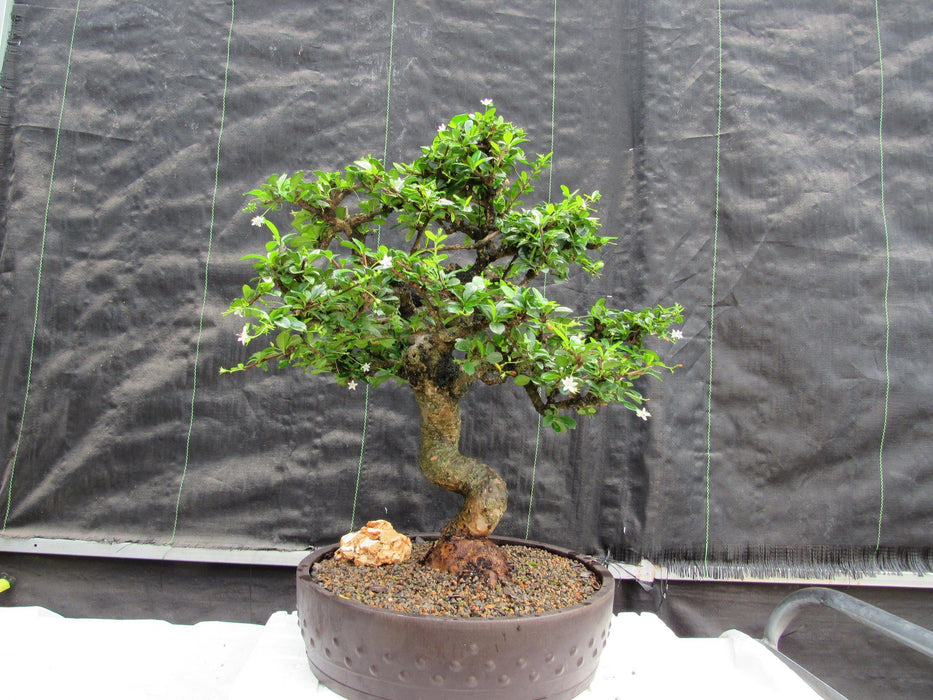 68 Year Old Flowering Fukien Tea Curved Trunk Specimen Bonsai Tree Back