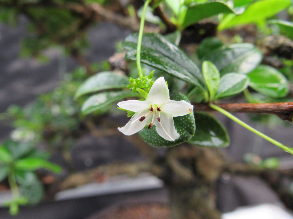 68 Year Old Flowering Fukien Tea Curved Trunk Specimen Bonsai Tree Flower