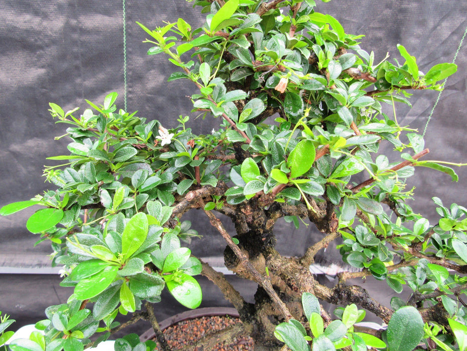 68 Year Old Flowering Fukien Tea Curved Trunk Specimen Bonsai Tree Foliage