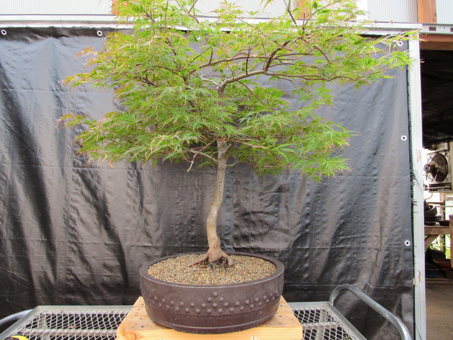 69 Year Old Red Dragon Japanese Maple Specimen Bonsai Tree Profile