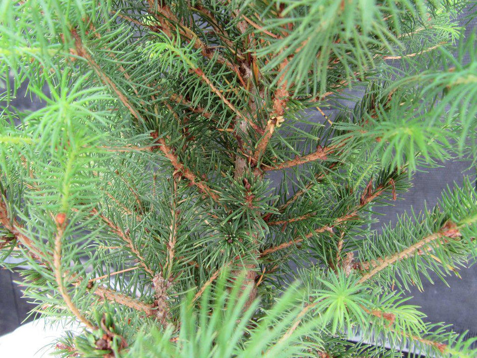 Alberta Spruce Pre Bonsai Canopy