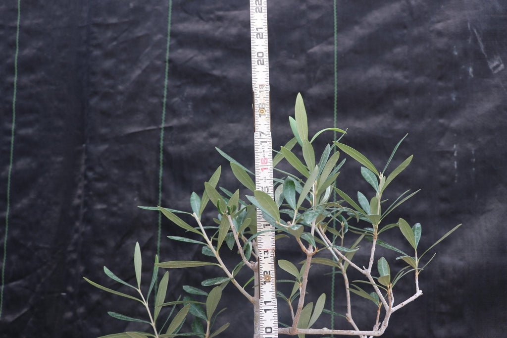 Large Arbequina Olive Bonsai Tree Height